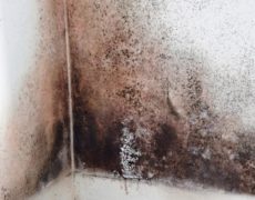 Black Mold