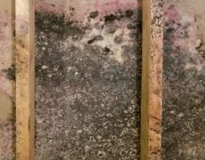 Mold Causing Damage