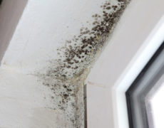 Mold Spores