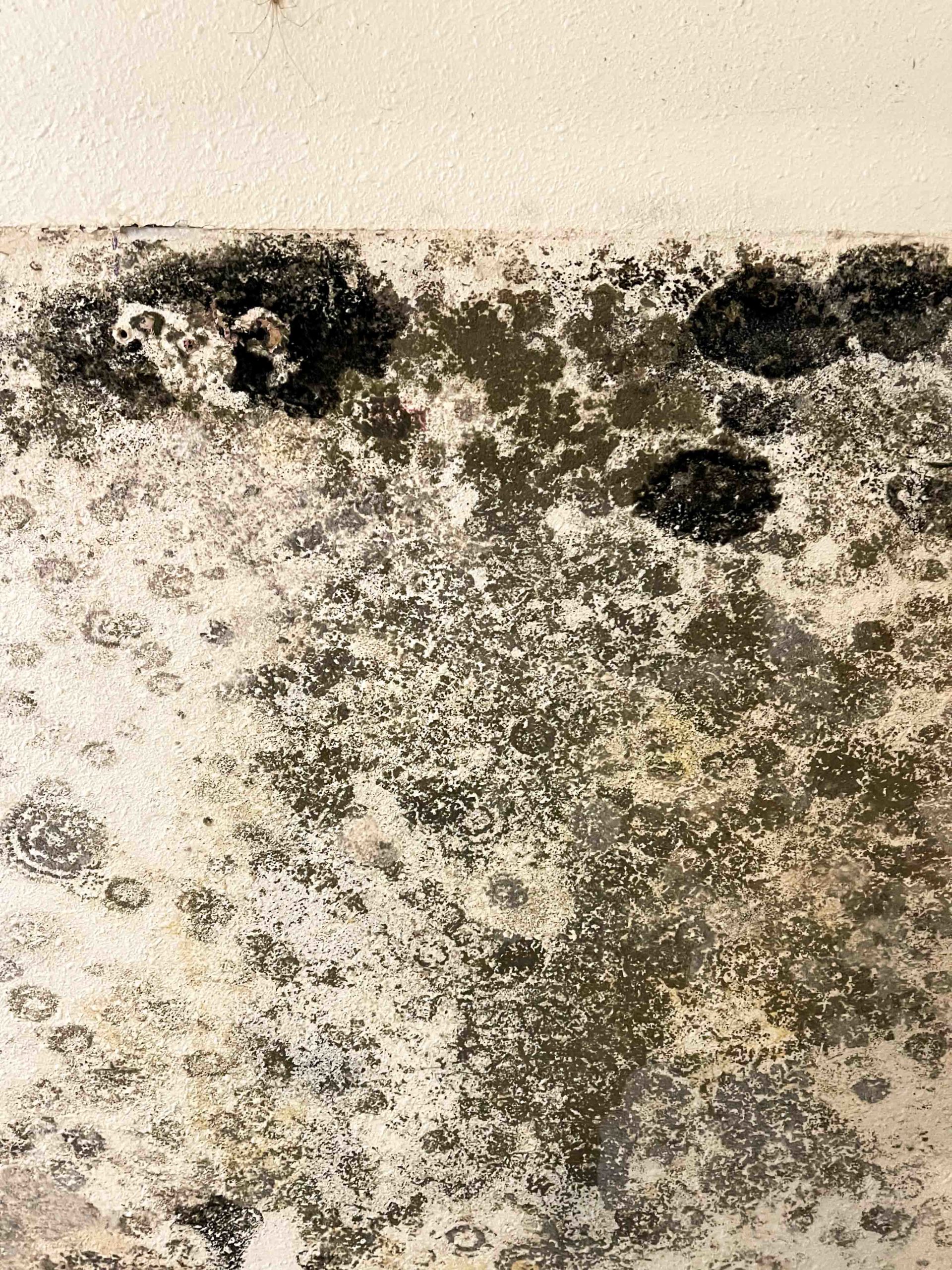 Up Close Mold On Drywall Behind Cabinet
