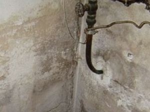 Basement Mold Services Cost - Unfinished Basement Mold - Mold Remediation Services For Wet Basements